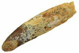 Fossil Sauropod Dinosaur (Titanosaur) Tooth - Morocco #298686-1